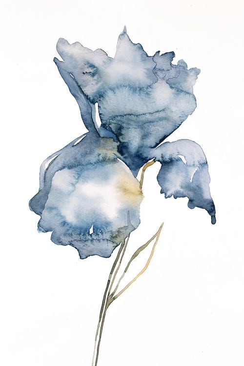 Iris No. 181