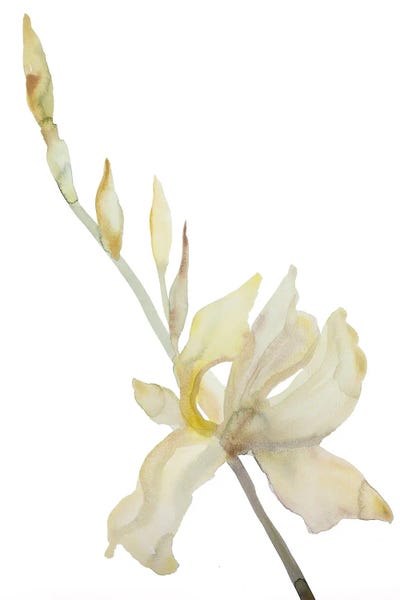 Irises: Iris No. 182 by Elizabeth Becker