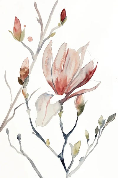 Magnolias: Magnolia No. 52 by Elizabeth Becker