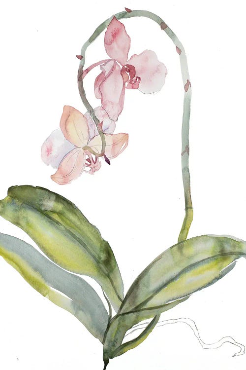 Orchid No. 9 by Elizabeth Becker wall art