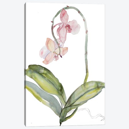 Orchid No. 9 Canvas Print #EZB94} by Elizabeth Becker Canvas Artwork