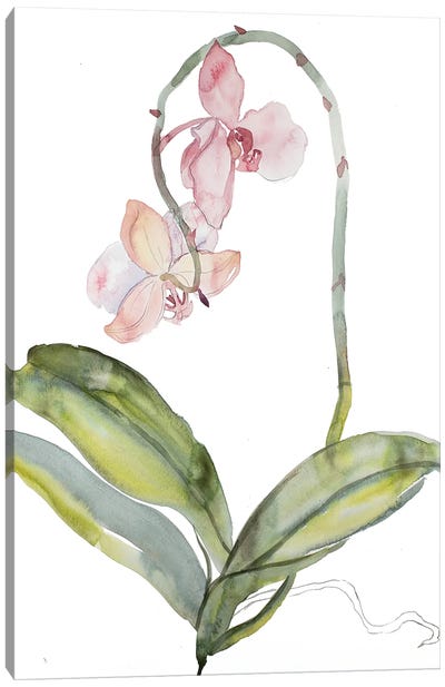 Orchid No. 9 Canvas Art Print - Orchid Art