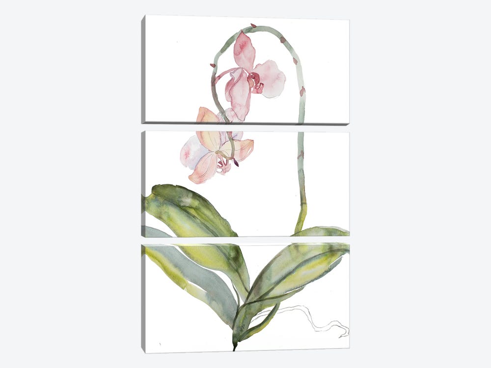 Orchid No. 9 by Elizabeth Becker 3-piece Art Print