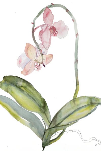 Orchids: Orchid No. 9 by Elizabeth Becker