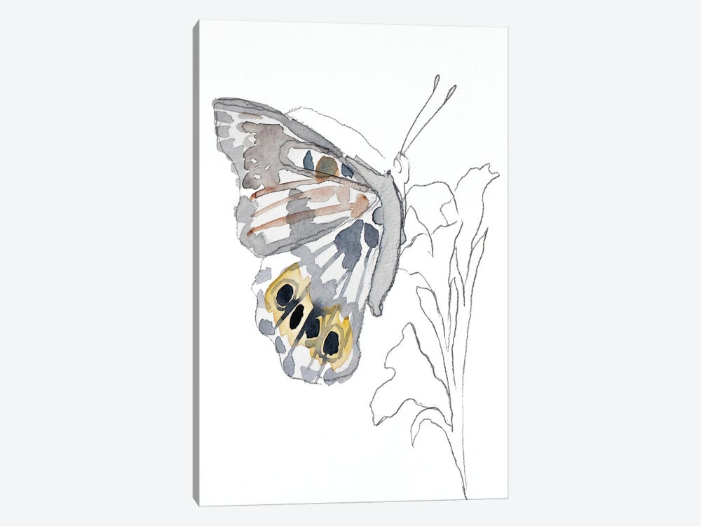 Painted Lady by Elizabeth Becker 1-piece Canvas Wall Art