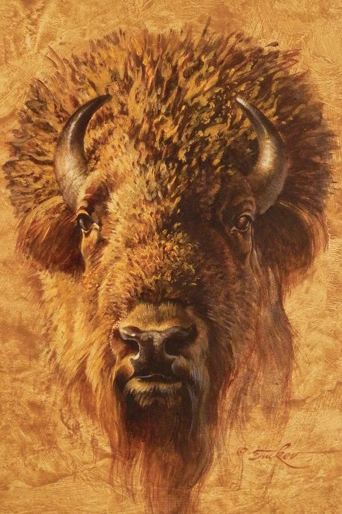 Bison Bull Portrait by Ezra Tucker wall art