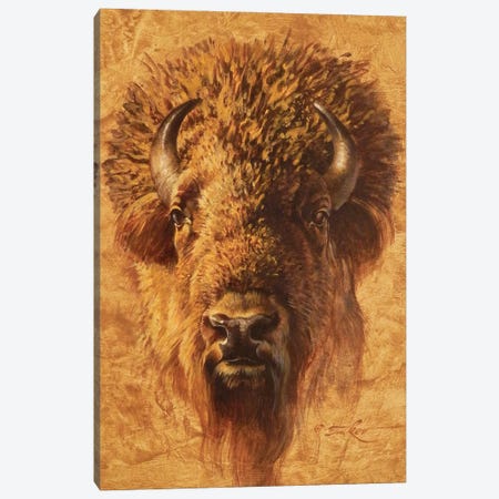 Bison Bull Portrait Canvas Print #EZT13} by Ezra Tucker Canvas Print