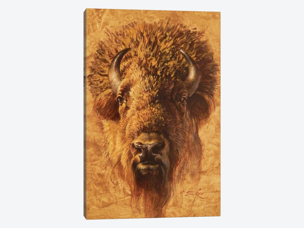Bison Bull Portrait by Ezra Tucker 1-piece Art Print