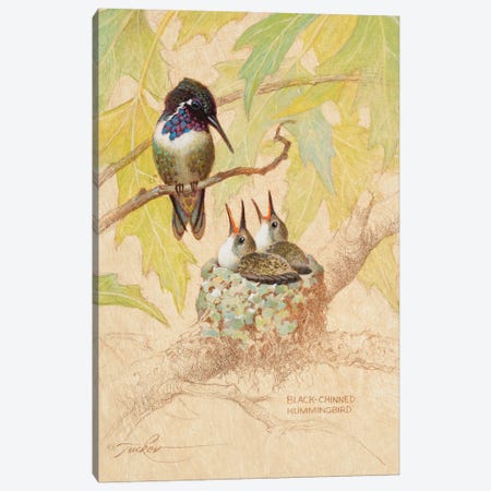 Black-Chinned Hummingbird Nest Canvas Print #EZT15} by Ezra Tucker Canvas Wall Art