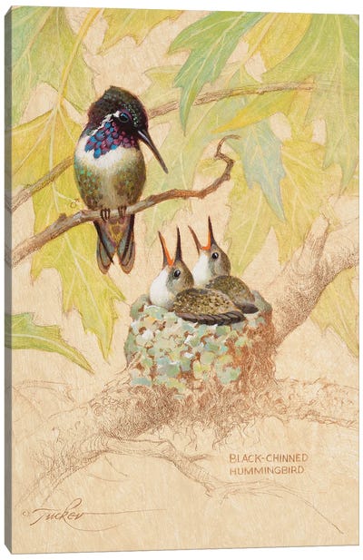 Black-Chinned Hummingbird Nest Canvas Art Print - Ezra Tucker