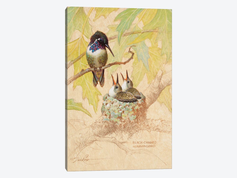 Black-Chinned Hummingbird Nest by Ezra Tucker 1-piece Canvas Art Print