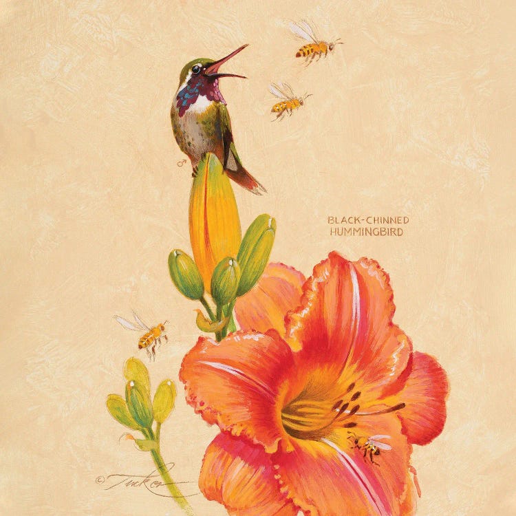 Black-Chinned Hummingbird, Lily & Honey Bees