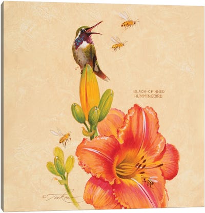 Black-Chinned Hummingbird, Lily & Honey Bees Canvas Art Print