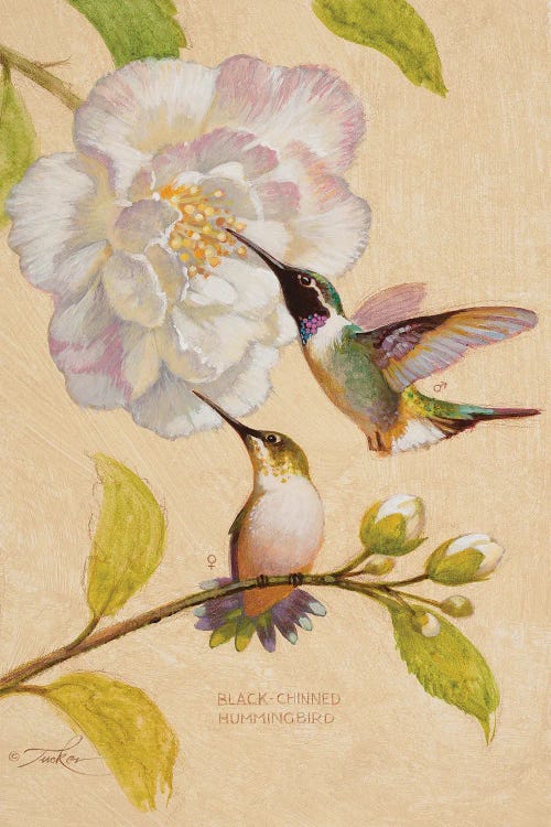 Black-Chinned Hummingbirds by Ezra Tucker wall art