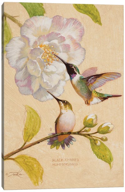 Black-Chinned Hummingbirds Canvas Art Print - Animal Illustrations