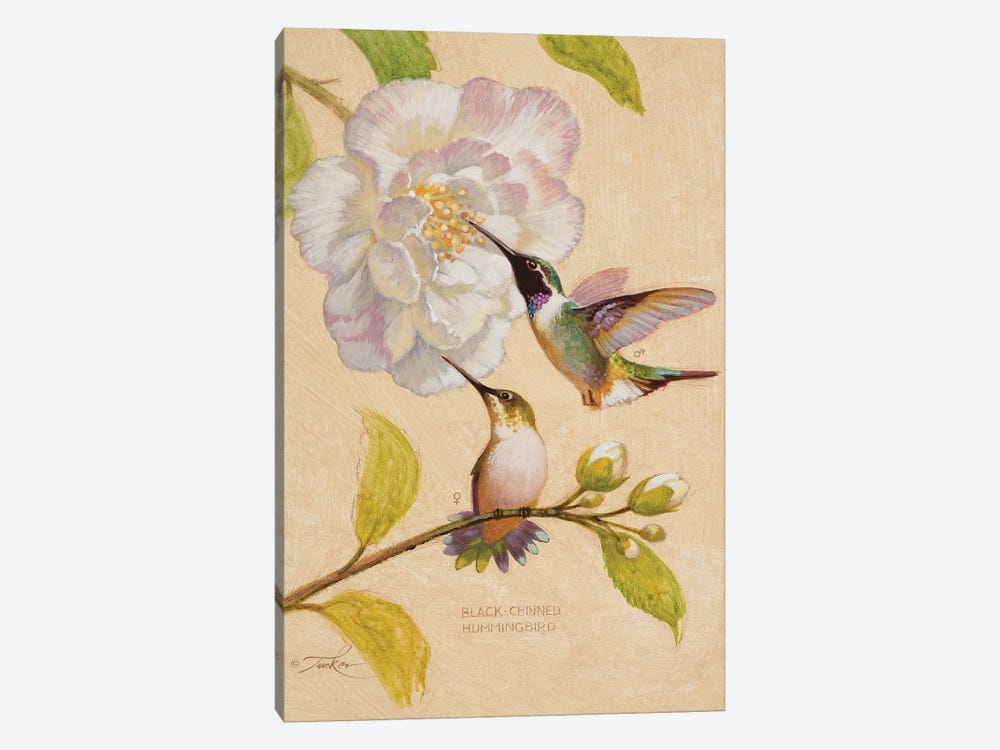 Black-Chinned Hummingbirds by Ezra Tucker 1-piece Canvas Print