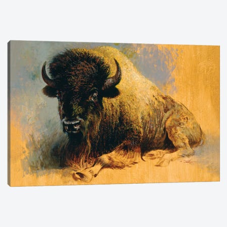 Buffalo Resting Canvas Print #EZT19} by Ezra Tucker Art Print