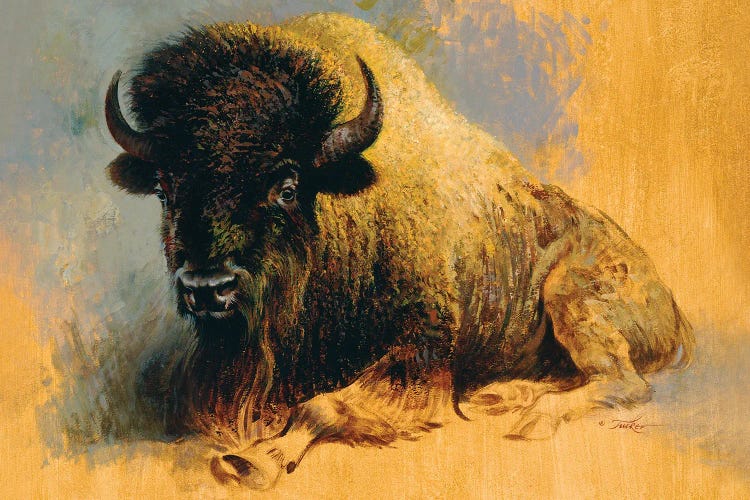 Buffalo Resting by Ezra Tucker wall art