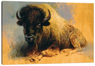 Buffalo Resting Canvas Art Print - Ezra Tucker