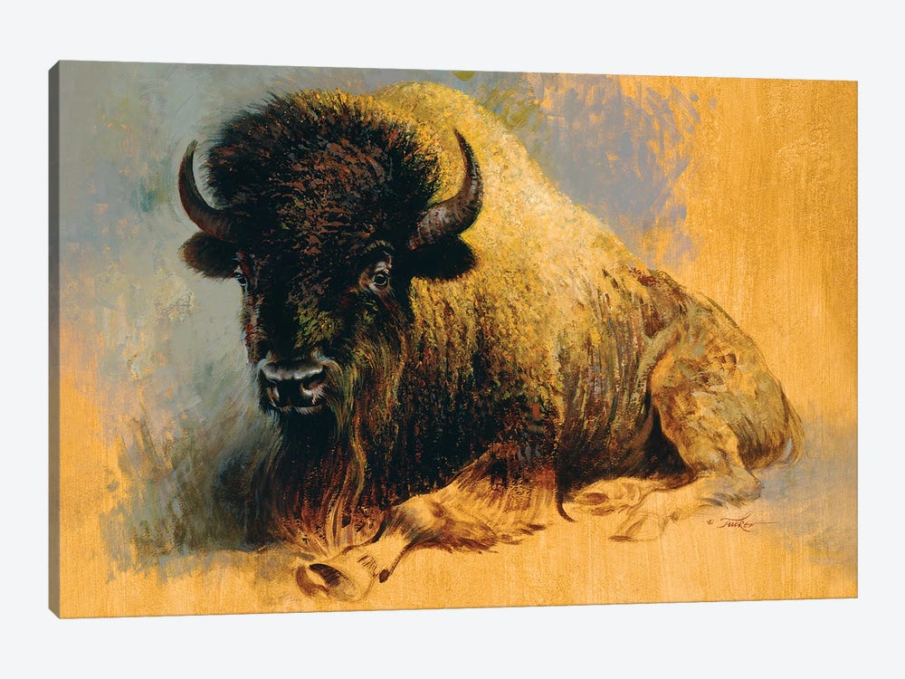 Buffalo Resting by Ezra Tucker 1-piece Canvas Art Print