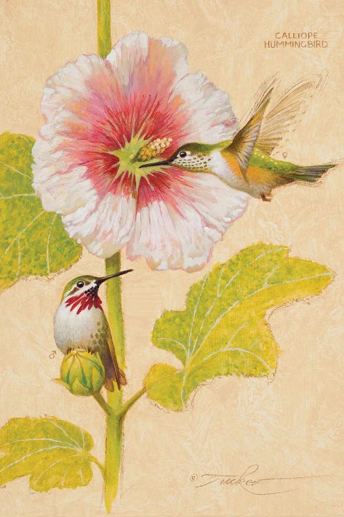 Calliope Hummingbird Male & Female by Ezra Tucker wall art