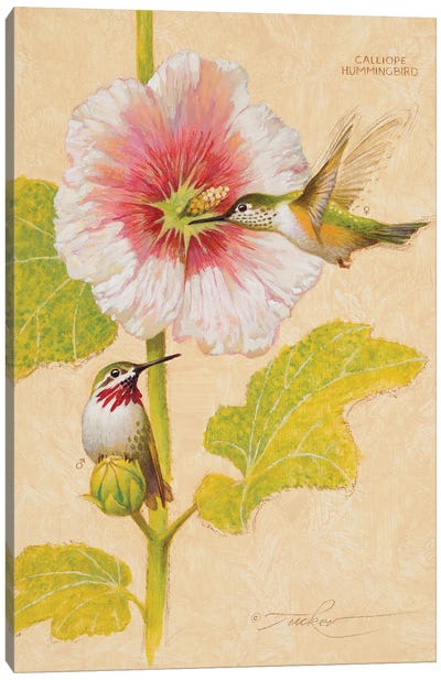 Calliope Hummingbird Male & Female Canvas Art Print - Animal Illustrations
