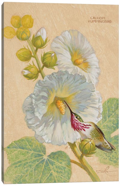 Calliope Hummingbird Male Canvas Art Print - Hummingbird Art