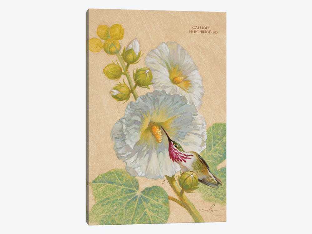 Calliope Hummingbird Male by Ezra Tucker 1-piece Canvas Print