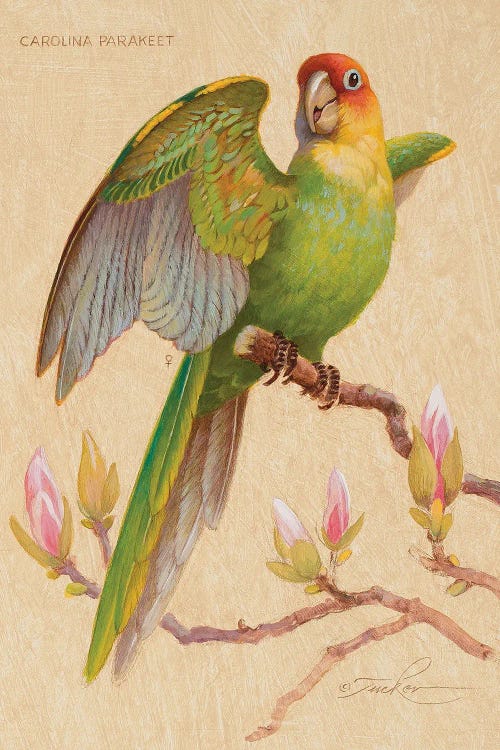 Carolina Parakeet & Magnolia