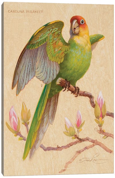 Carolina Parakeet & Magnolia Canvas Art Print - Parakeet Art