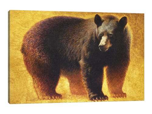 In My Prime Canvas Art Print - Bear Art