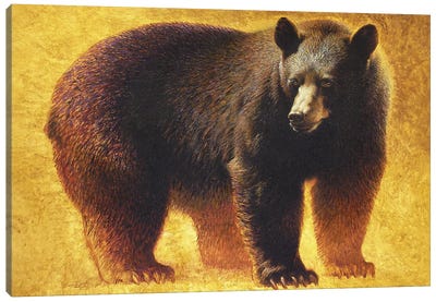 In My Prime Canvas Art Print - Black Bear Art