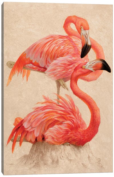 In The Pink Canvas Art Print - Flamingo Art