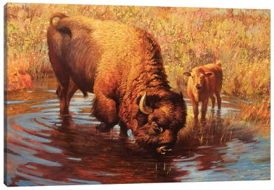 A Cool Drink Canvas Art Print - Bison & Buffalo Art