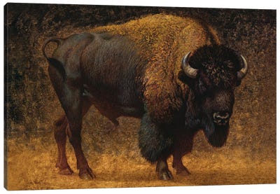 Monarch Of The Prairie Canvas Art Print - Bison & Buffalo Art