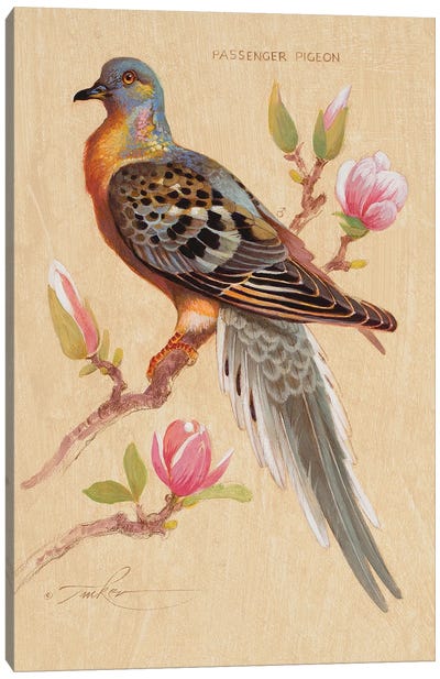 Passenger Piegon & Magnolia Canvas Art Print - The Art of the Feather