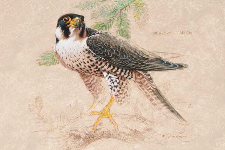 Peregrine Falcon (M) by Ezra Tucker wall art