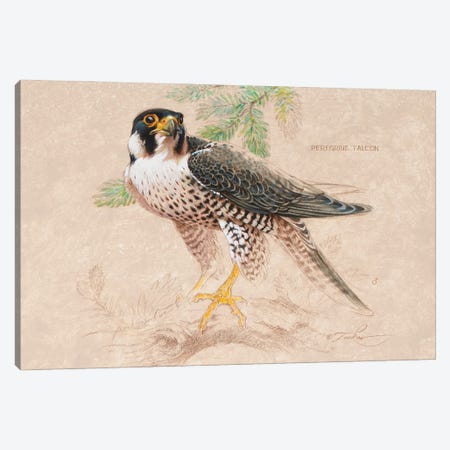 Peregrine Falcon (M) Canvas Print #EZT42} by Ezra Tucker Canvas Artwork
