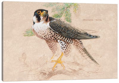 Peregrine Falcon (M) Canvas Art Print - Ezra Tucker