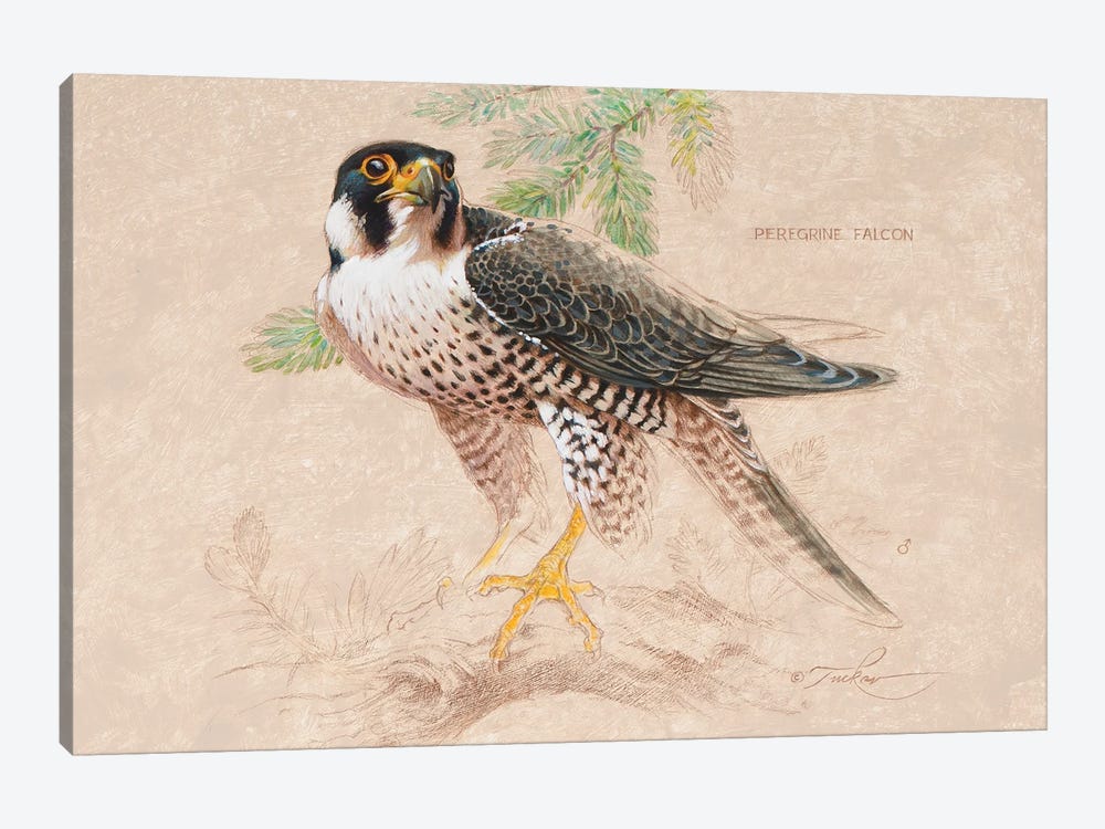 Peregrine Falcon (M) by Ezra Tucker 1-piece Canvas Art Print