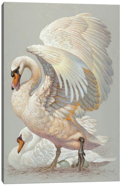 Protecting The Brood Canvas Art Print - Swan Art