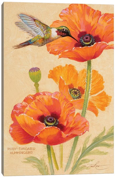 Ruby-Throated Hummingbird & Poppies Canvas Art Print - Vintage & Retro Bedroom Art