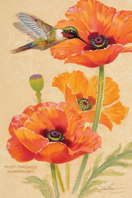 Ruby-Throated Hummingbird & Poppies