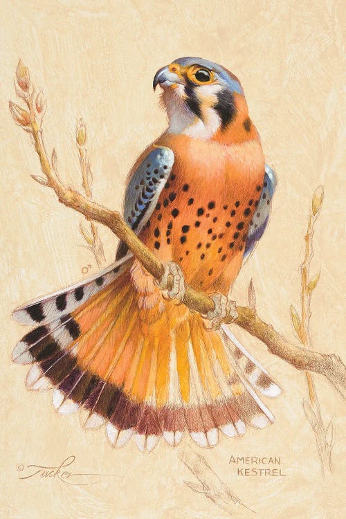 American Kestrel