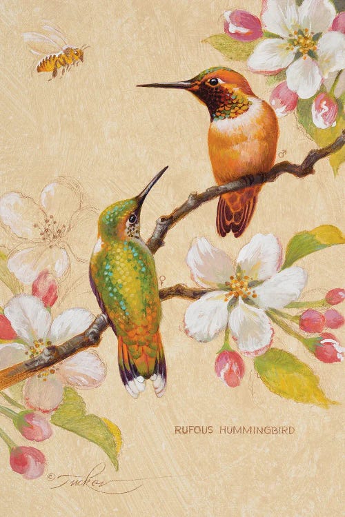 Roufous Hummingbirds III