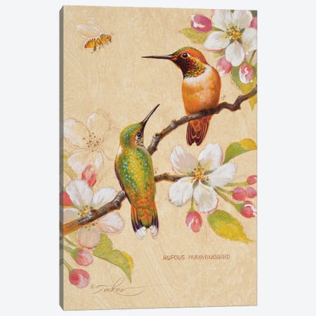 Roufous Hummingbirds III Canvas Print #EZT55} by Ezra Tucker Canvas Artwork