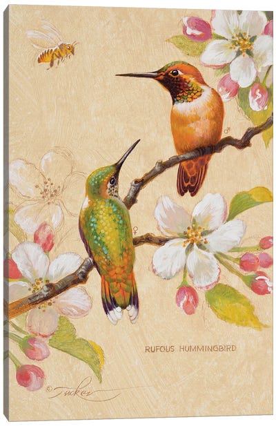 Roufous Hummingbirds III Canvas Art Print - Ezra Tucker