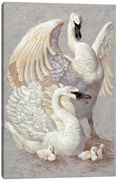 Trumpeting The News Canvas Art Print - Swan Art