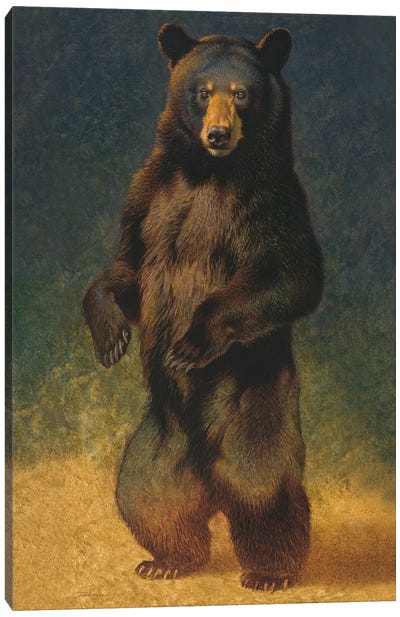 Velvet Canvas Art Print - Black Bears