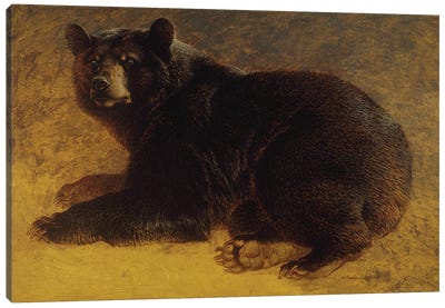 Walnut Canvas Art Print - Black Bears